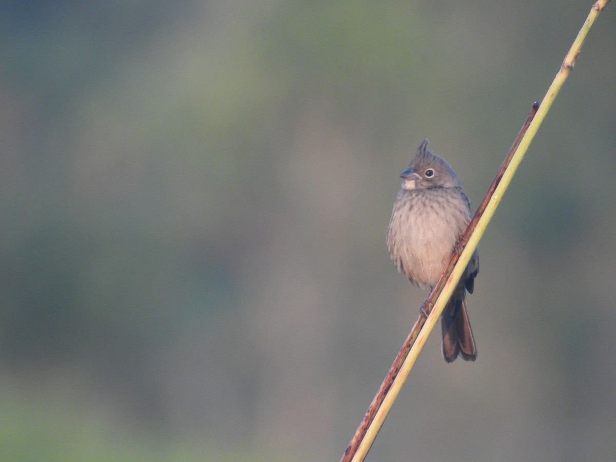 Вівсянка чубата - ML647892160