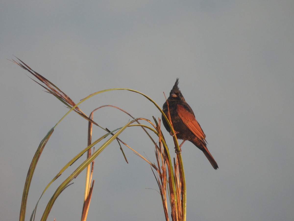 Вівсянка чубата - ML647892161