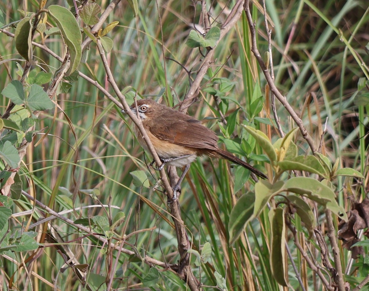 Куцохвостик вусатий - ML647892162