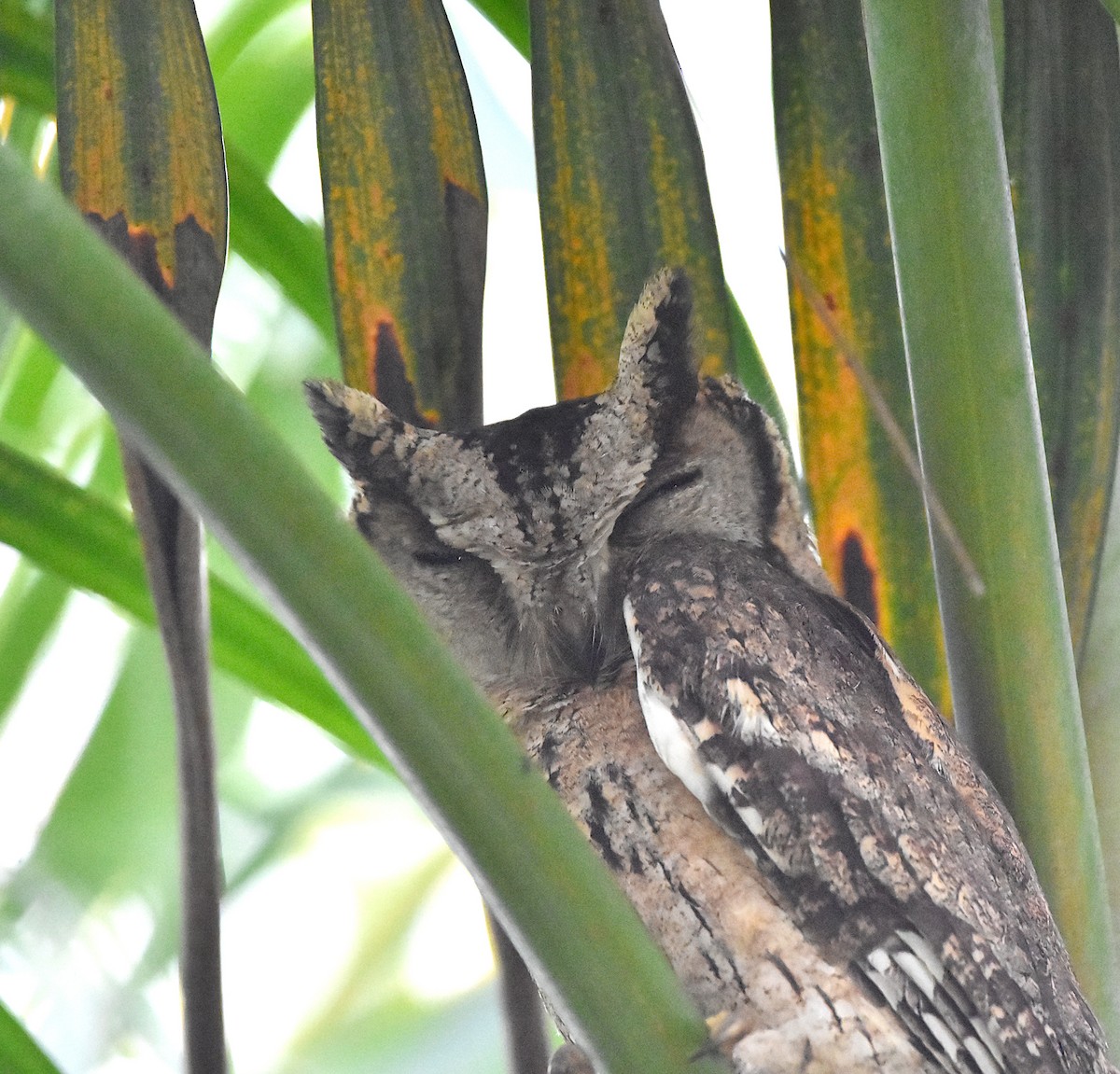 Сплюшка індійська - ML647892163