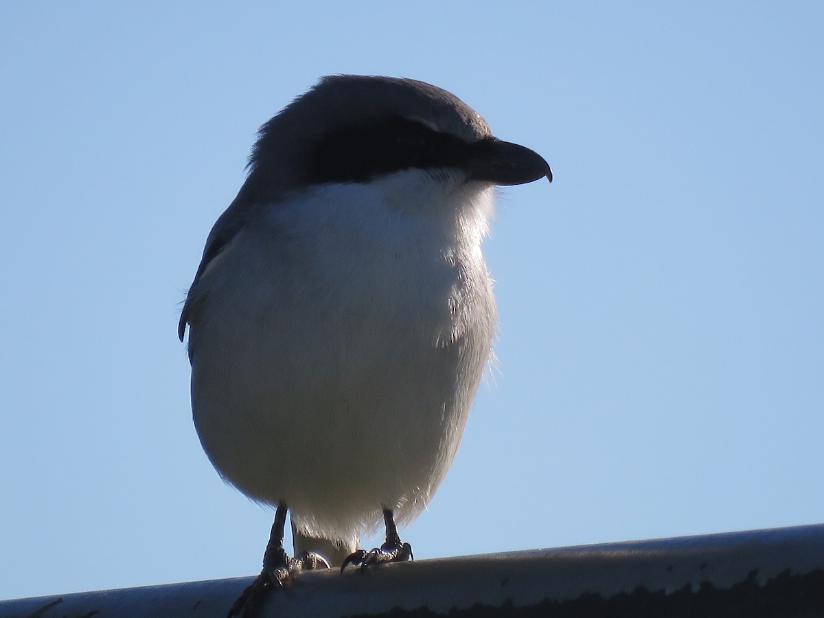 Сорокопуд американський - ML647892164