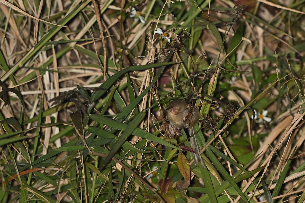 Принія вохристобока - ML647892166