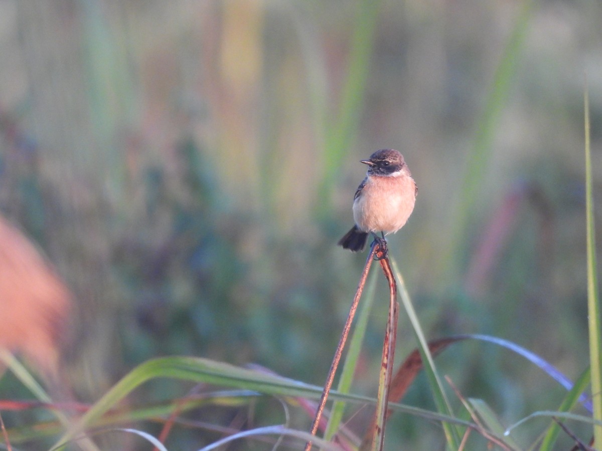 Трав'янка білошия - ML647892167