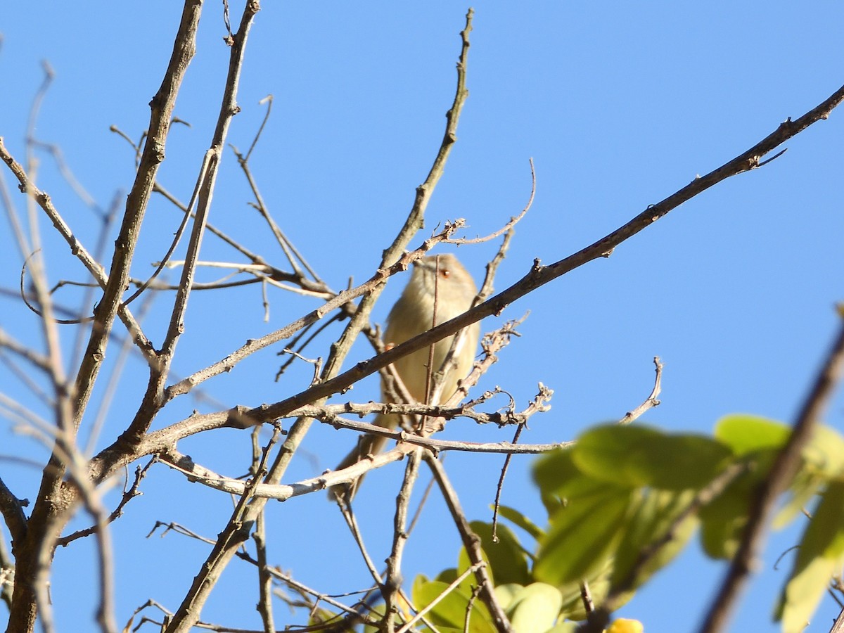 Prinia Sencilla - ML647892284
