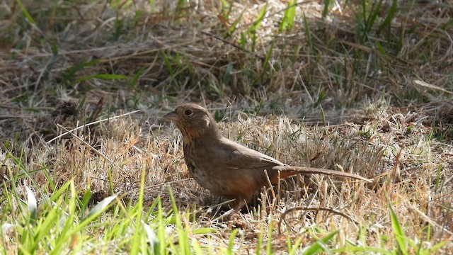 Canyon Towhee - ML647892300