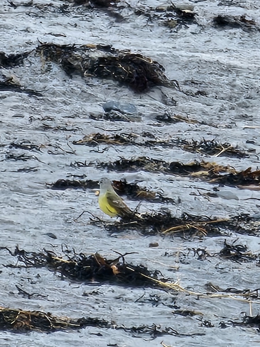 Западный тиранн - ML647892322