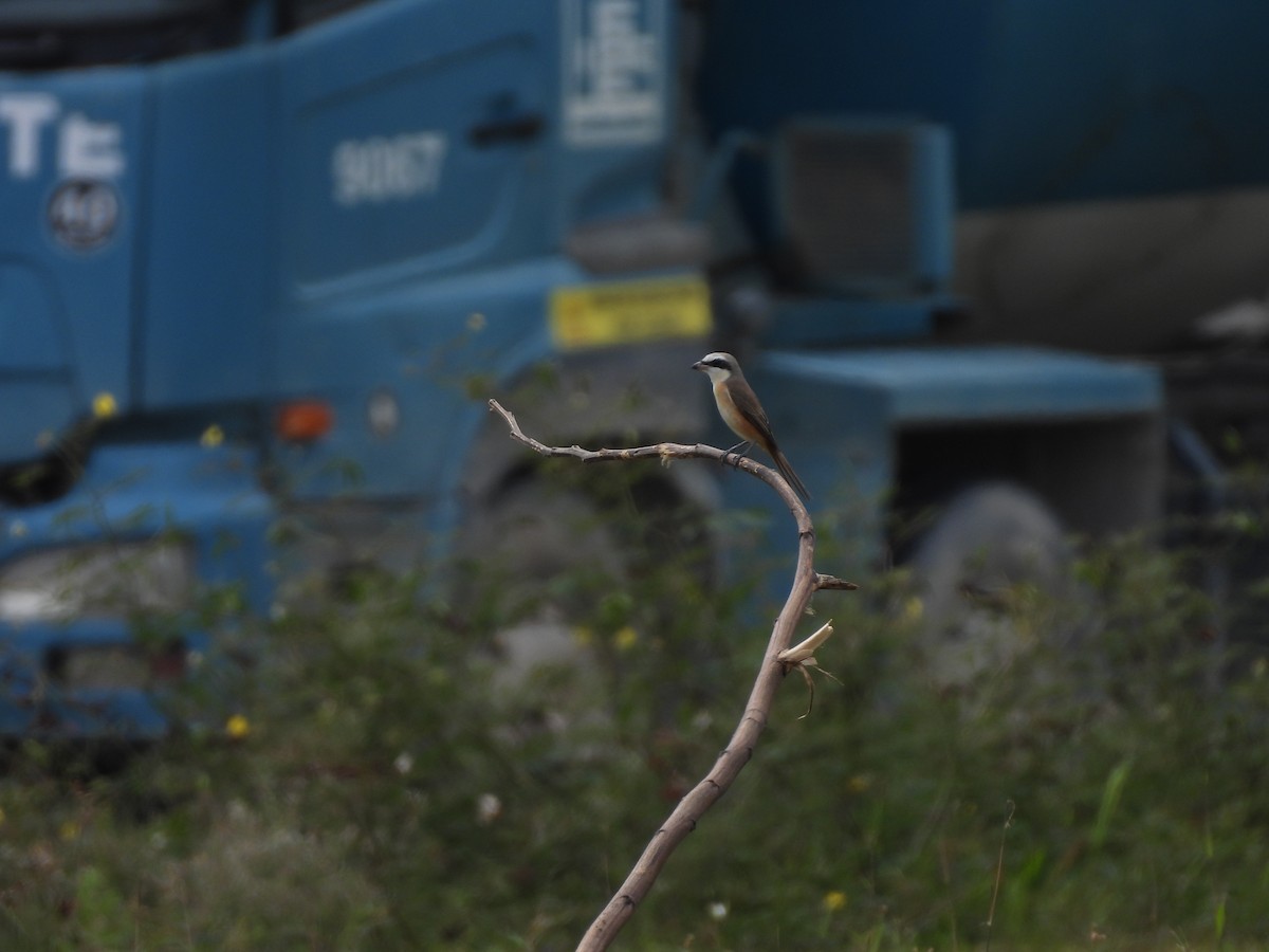 紅尾伯勞 - ML647892374