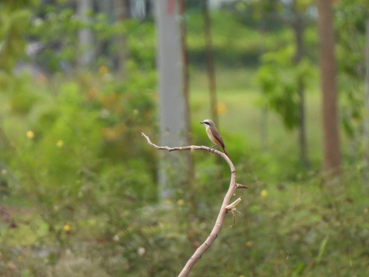 紅尾伯勞 - ML647892375