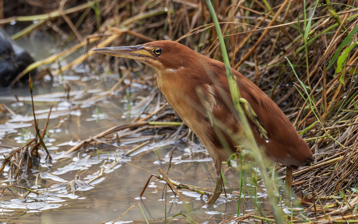 栗小鷺 - ML647892376