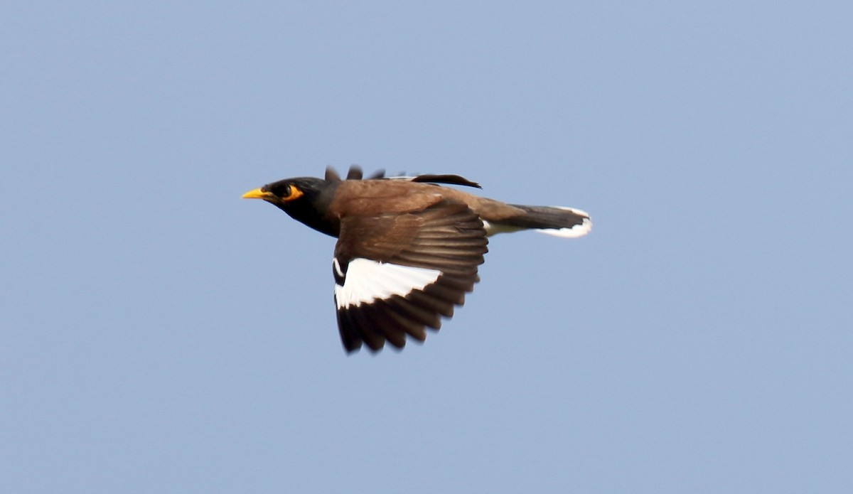 家八哥 - ML647892379