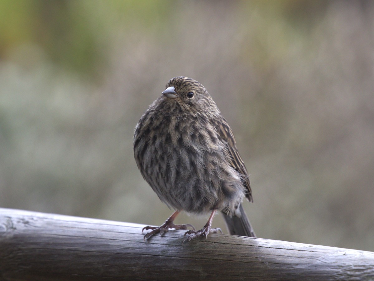 Plumbeous Sierra Finch - ML647892381
