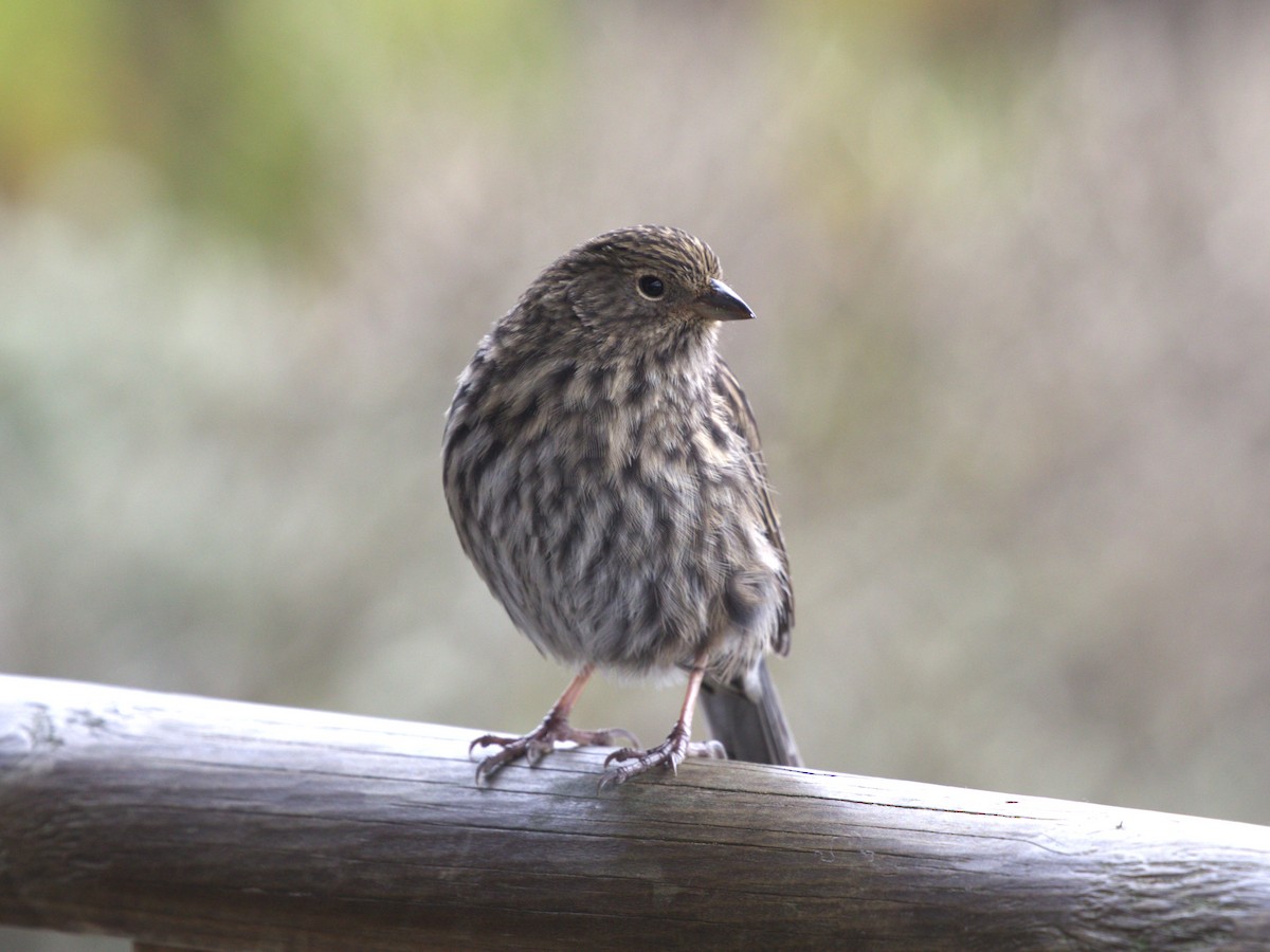 Plumbeous Sierra Finch - ML647892383
