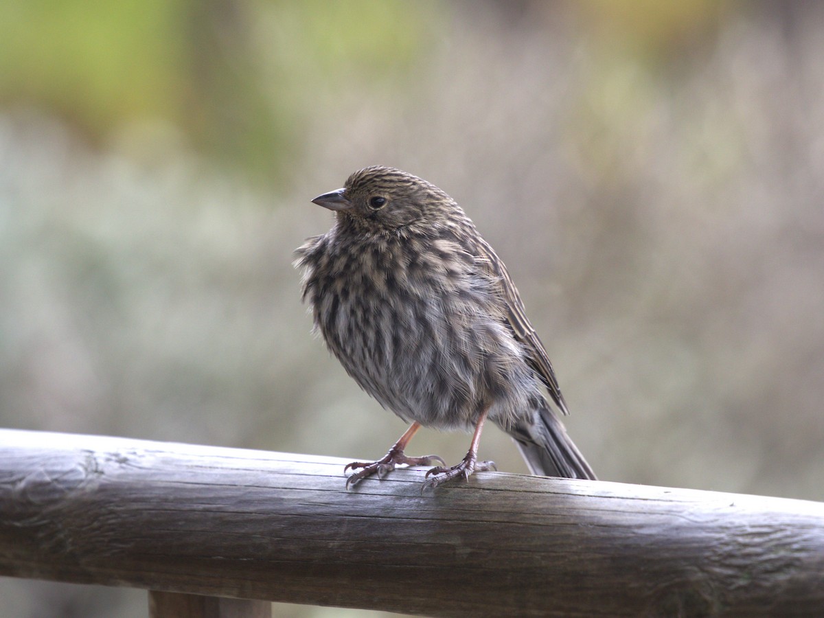 Plumbeous Sierra Finch - ML647892384