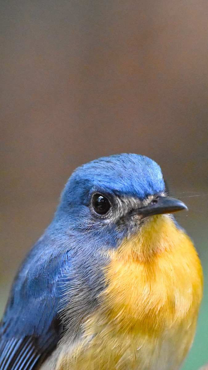 Tickell's Blue Flycatcher - ML647892385