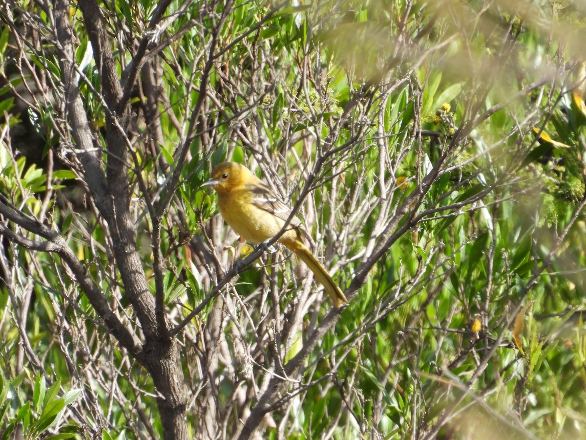 Hooded Oriole - ML647892386