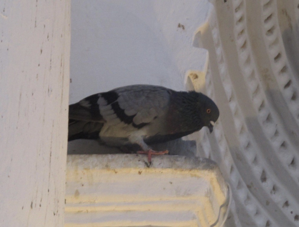 野鴿(野化) - ML647892387