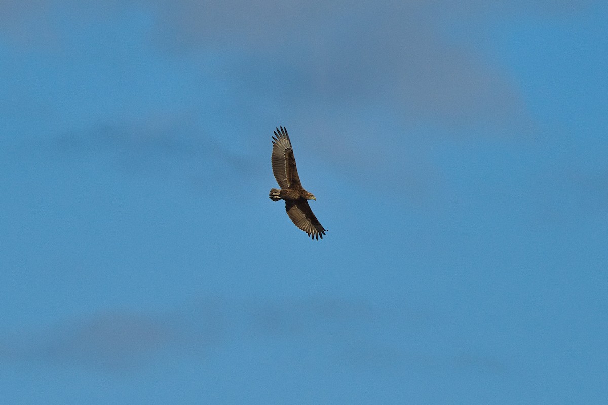 Bateleur - ML647892388