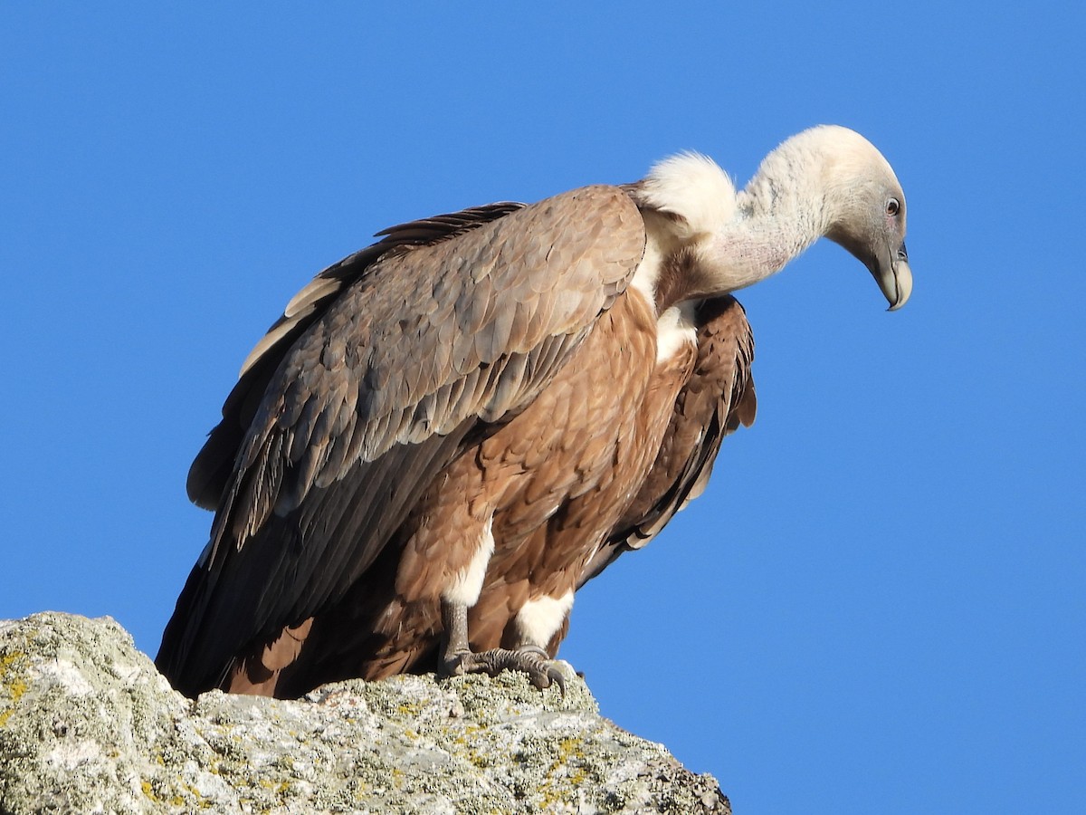 Eurasian Griffon - ML647892389