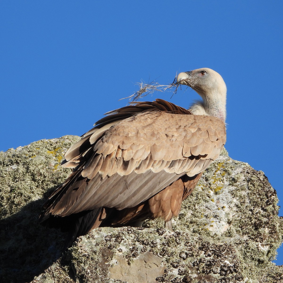 Eurasian Griffon - ML647892390