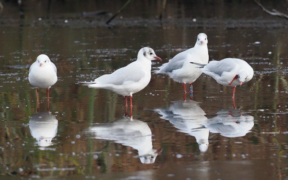 紅嘴鷗 - ML647892391