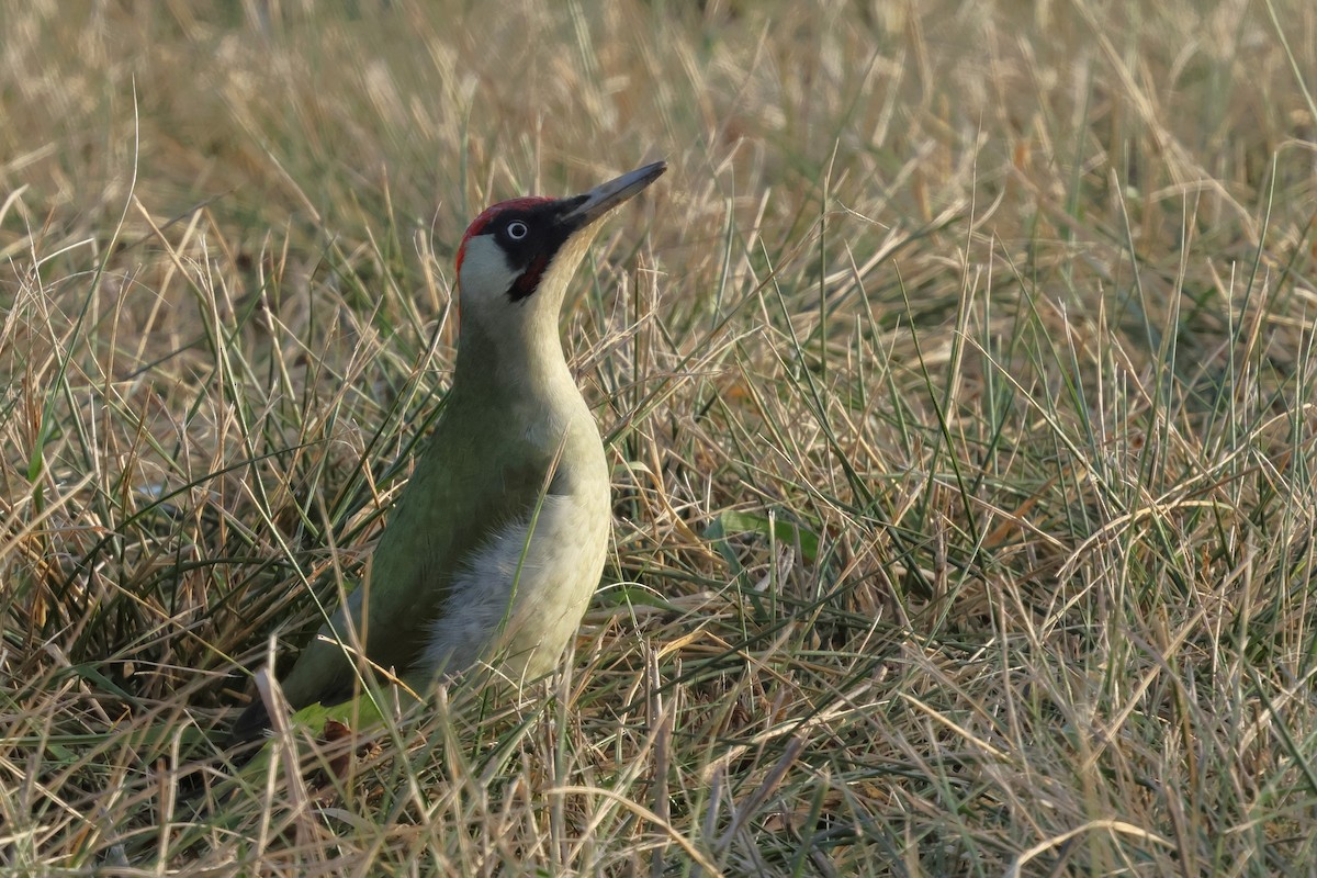 Eurasian Green Woodpecker - ML647892392