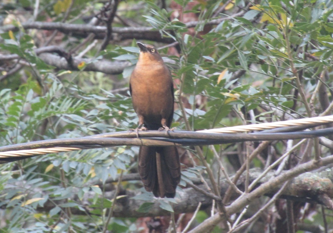 Great-tailed Grackle - ML647892393