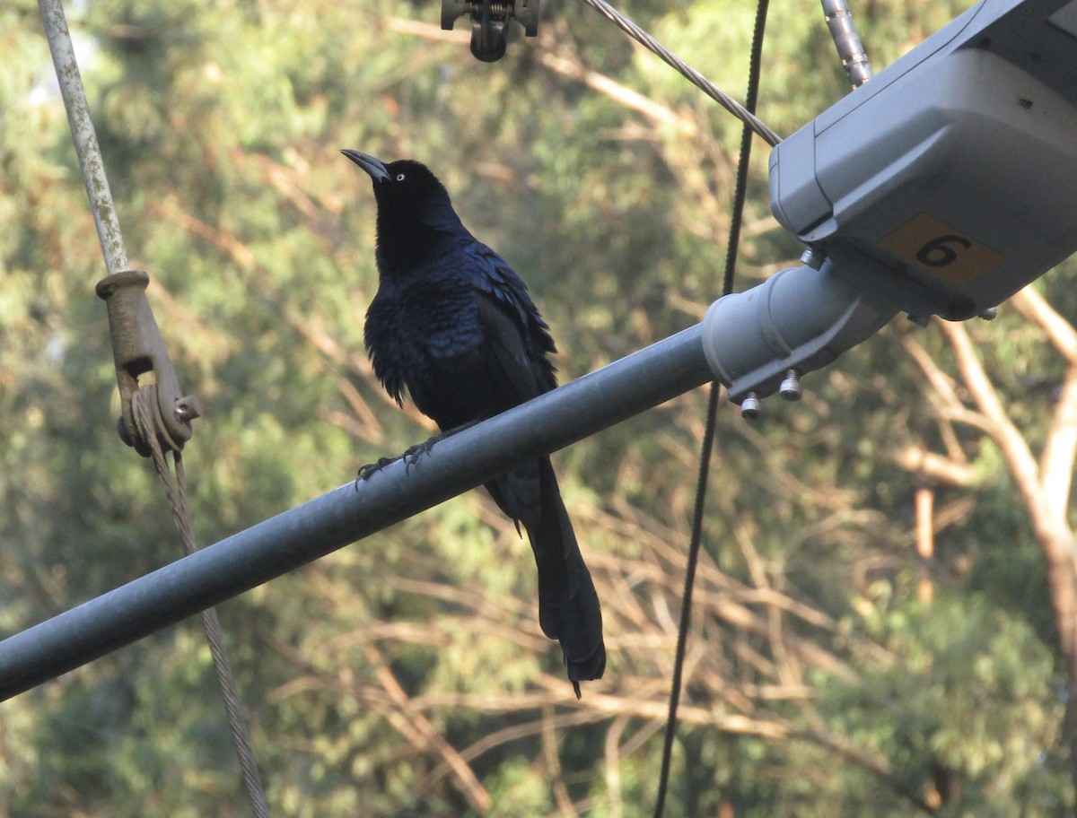Great-tailed Grackle - ML647892394