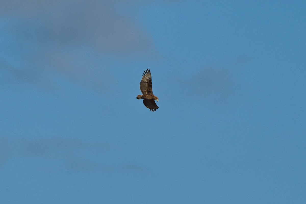 Bateleur - ML647892396