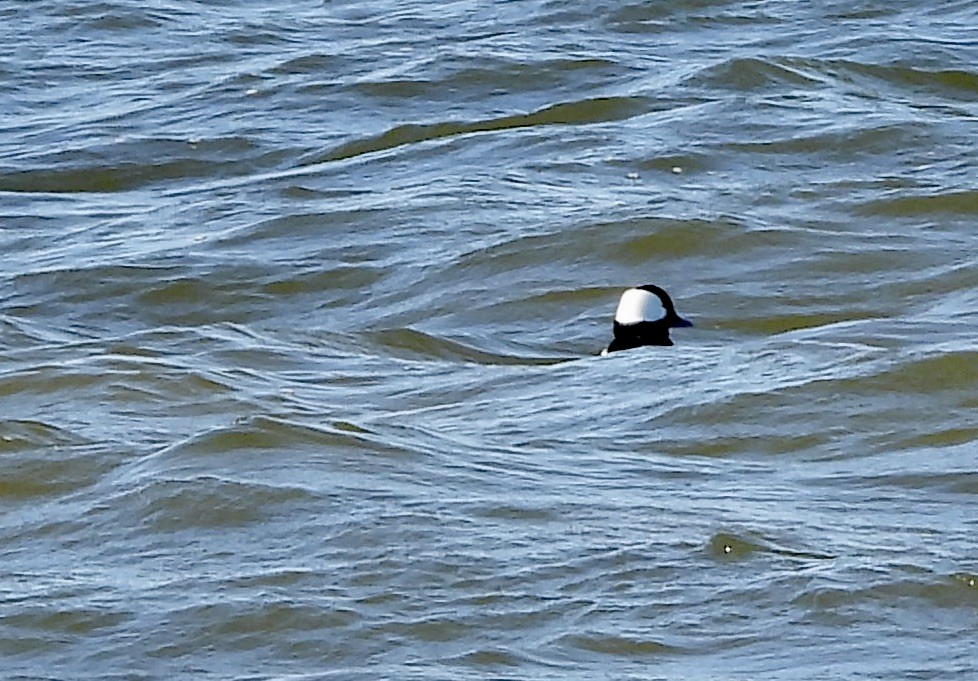 Bufflehead - ML647892397