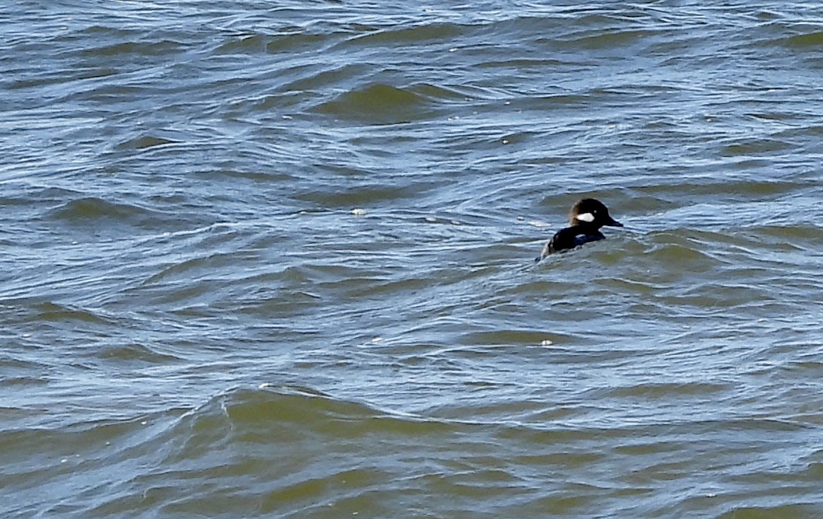 Bufflehead - ML647892398