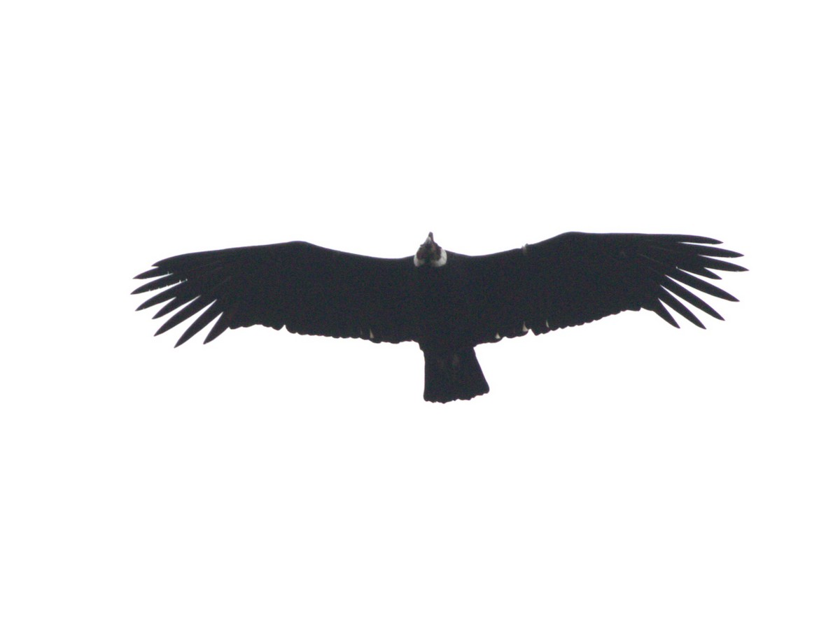Andean Condor - ML647892399