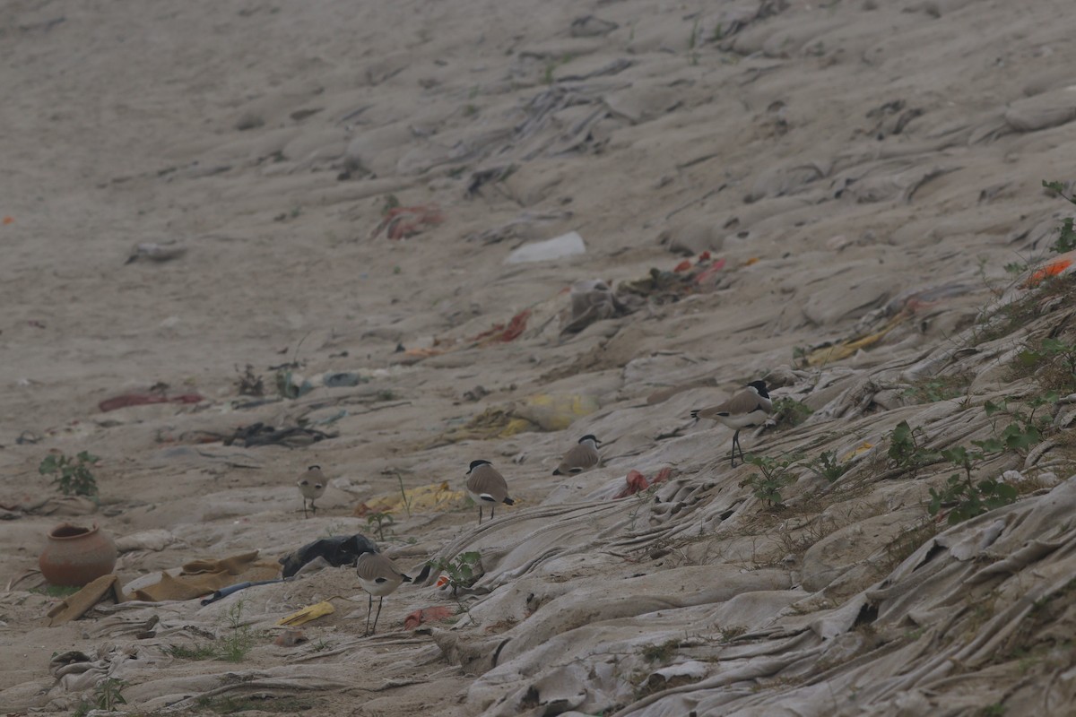 River Lapwing - ML647892400