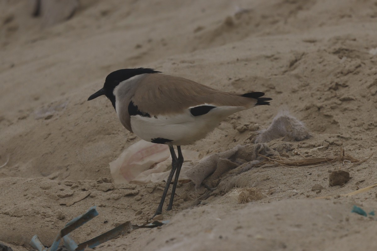 River Lapwing - ML647892401
