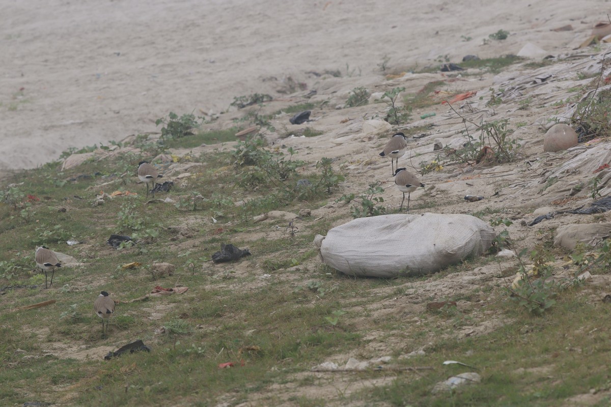 River Lapwing - ML647892402