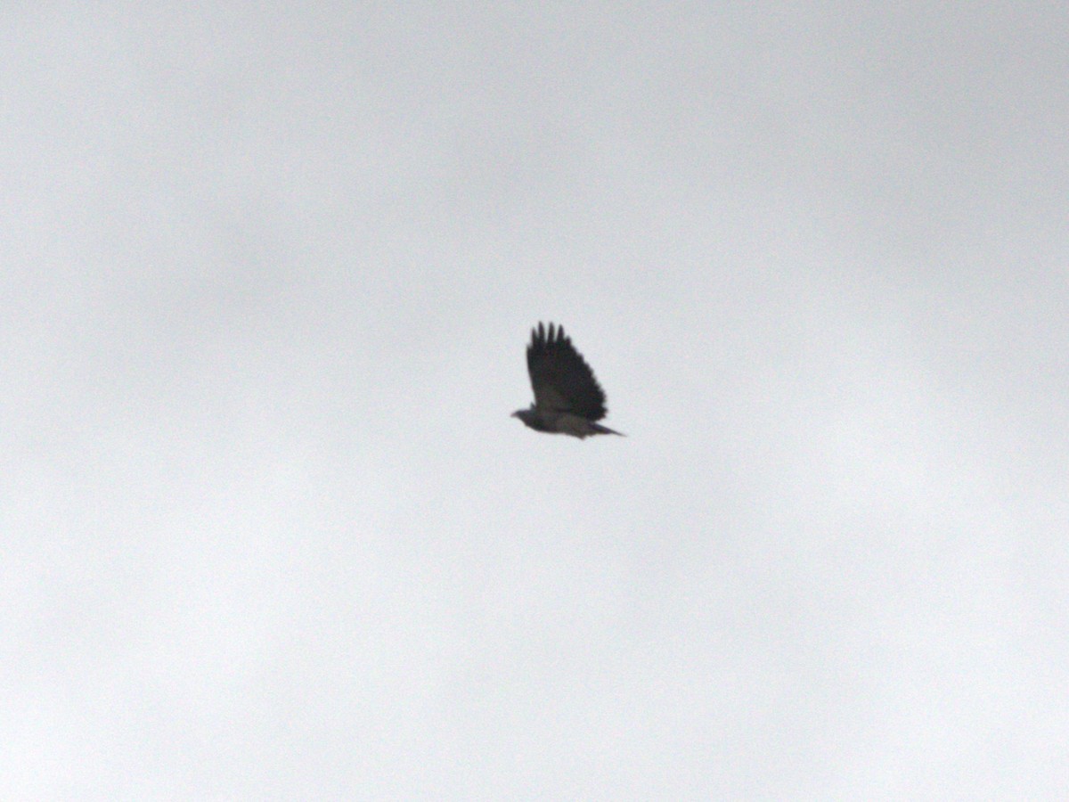 Black-chested Buzzard-Eagle - ML647892404