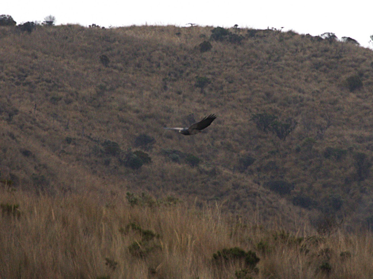 Black-chested Buzzard-Eagle - ML647892406