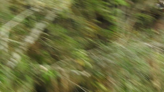 Brazilian Merganser - ML647892421