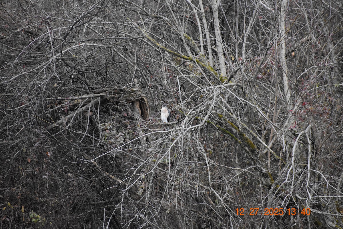 Яструб чорноголовий - ML647892437