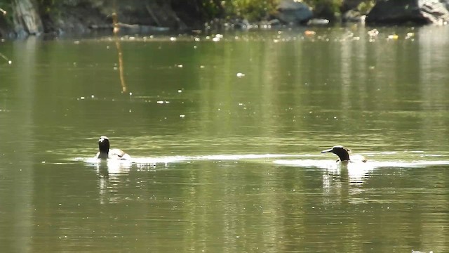 Brazilian Merganser - ML647892472