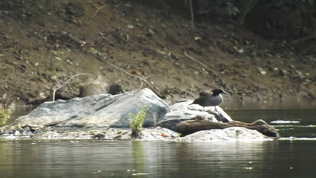 Brazilian Merganser - ML647892475