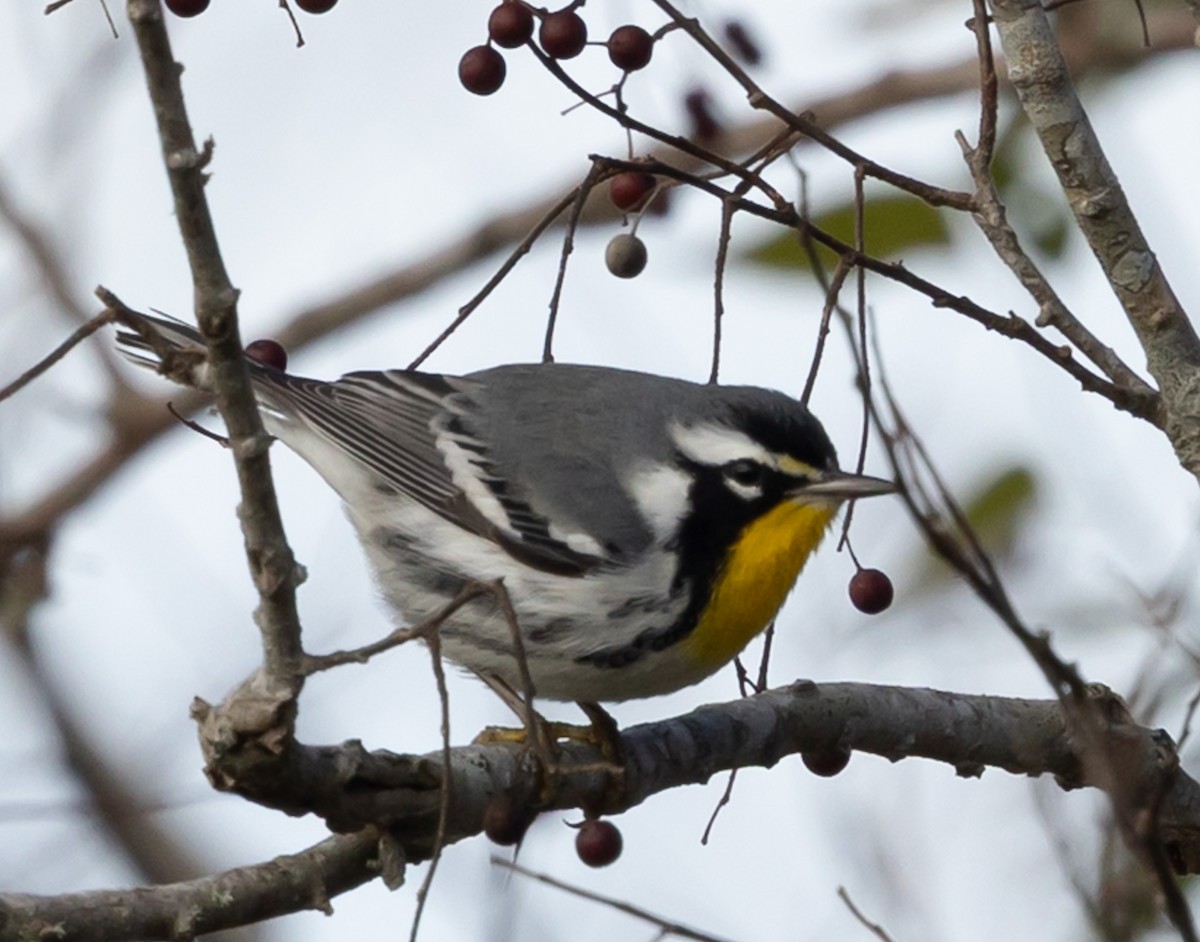 Paruline à gorge jaune - ML647892594
