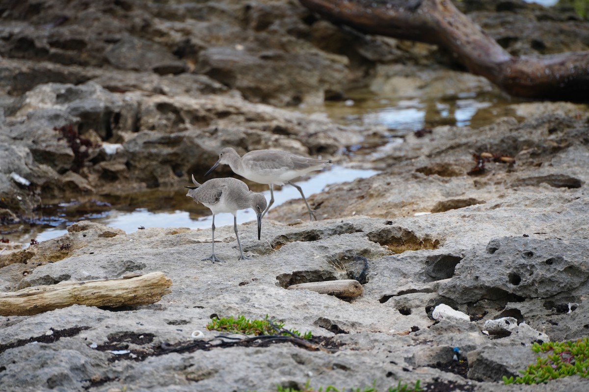 Willet - ML647892596