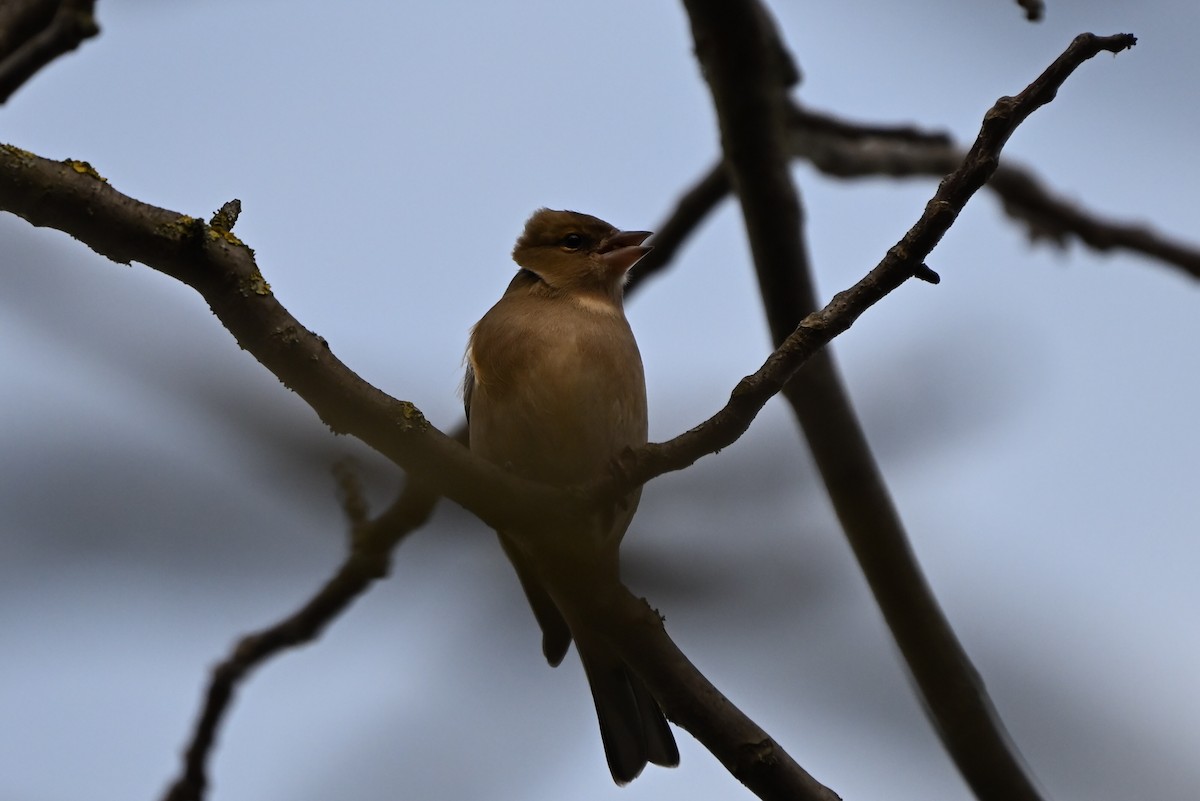Common Chaffinch - ML647892603