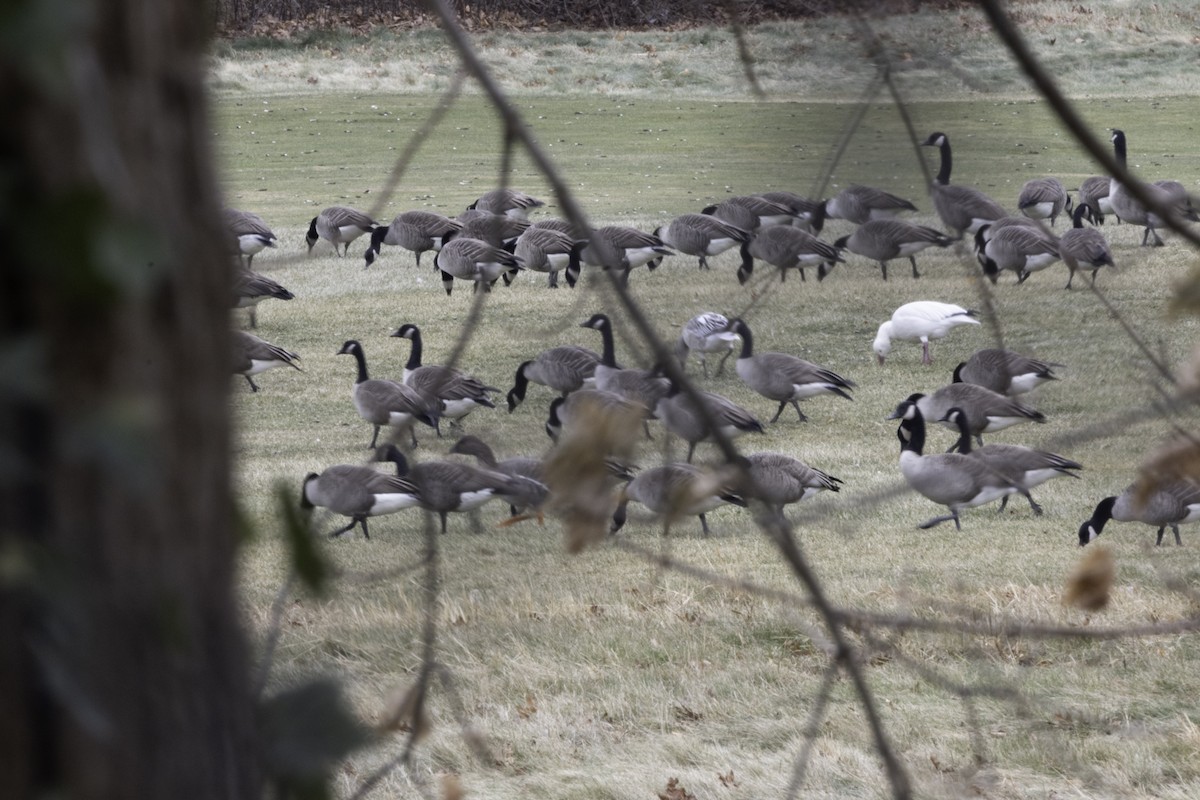 Tundra Bean-Goose - ML647892604