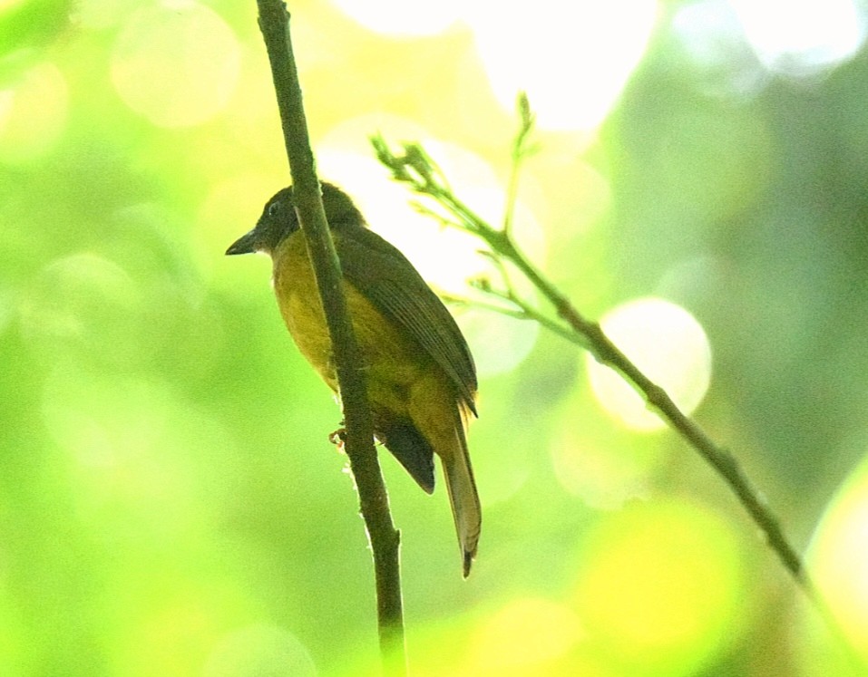 Ochre-bellied Flycatcher - ML647892605