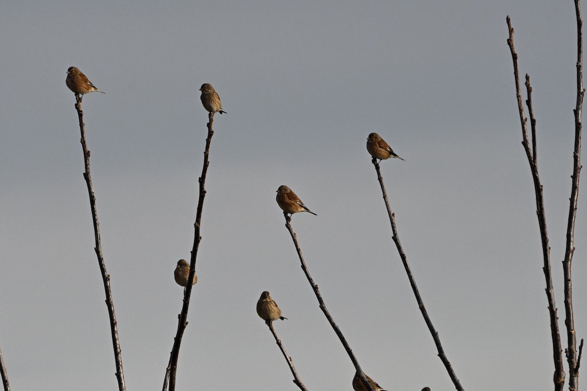 Eurasian Linnet - ML647892607