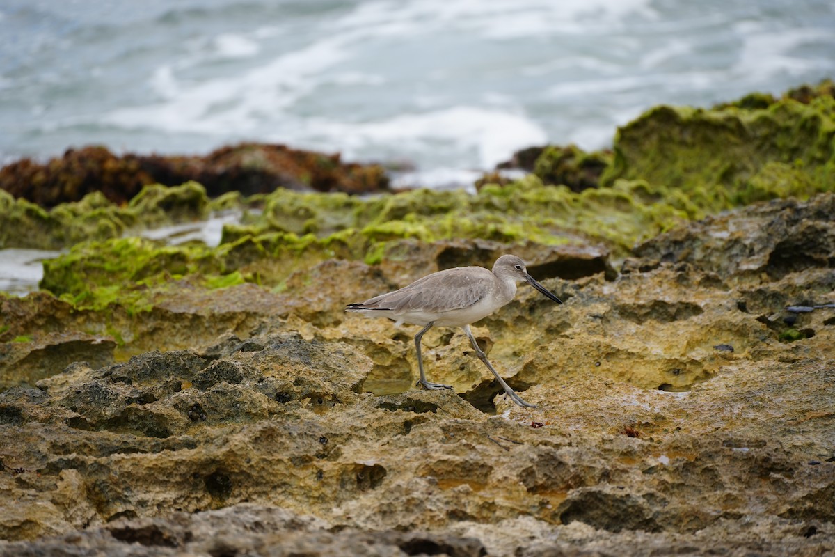 Willet - ML647892609