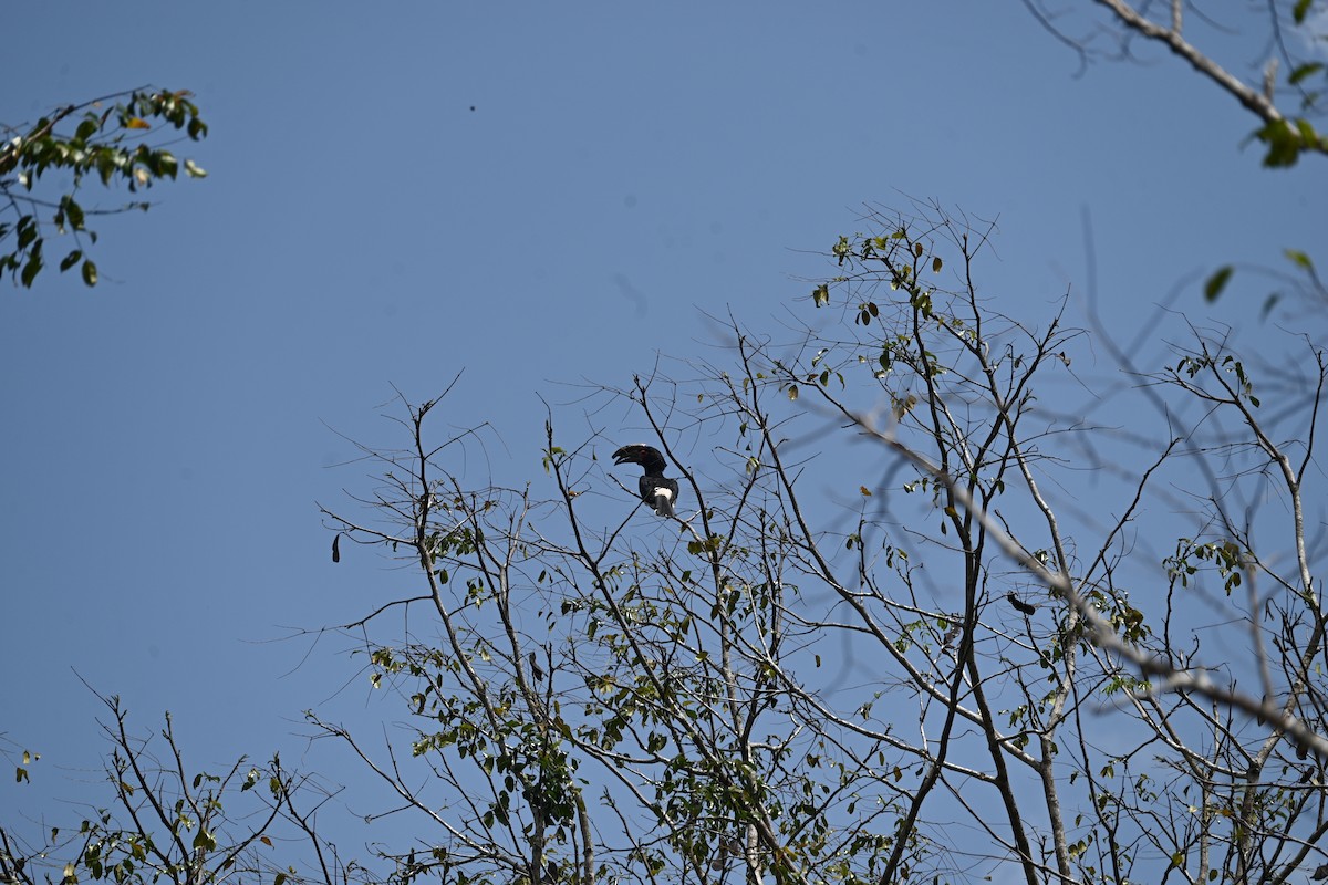 Trumpeter Hornbill - ML647892612