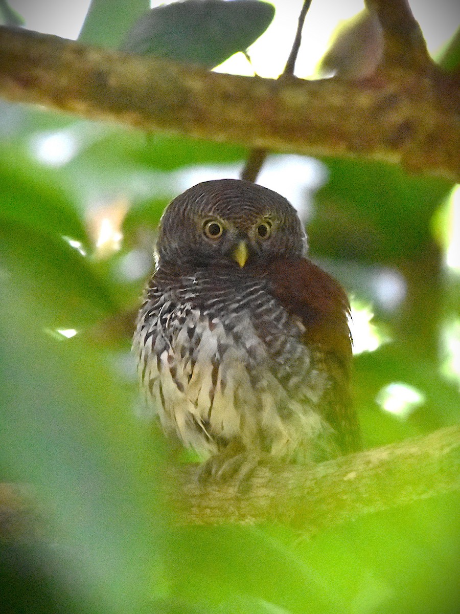 Chestnut-backed Owlet - ML647892613
