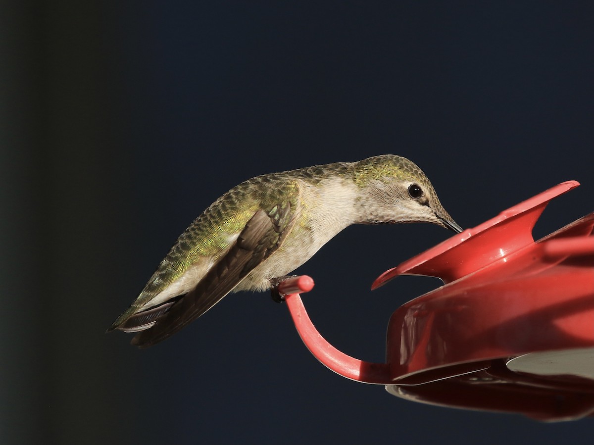 Anna's Hummingbird - ML647892614
